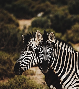 Zebra animal stripes