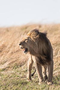 Animal lion feline