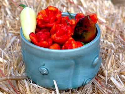 HOT CURVY still life