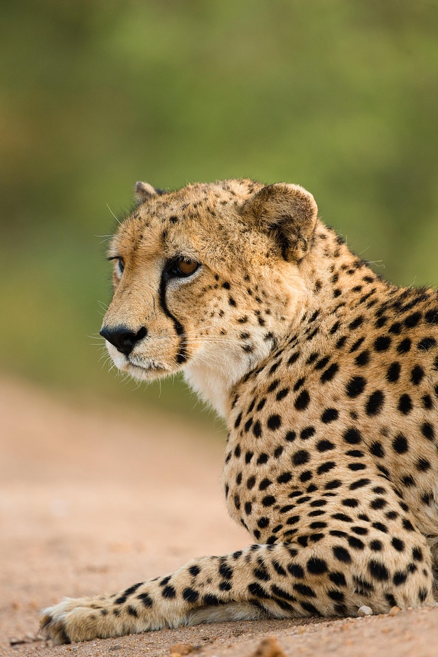 Cheetah cat animal