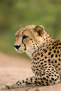 Cheetah cat animal photo