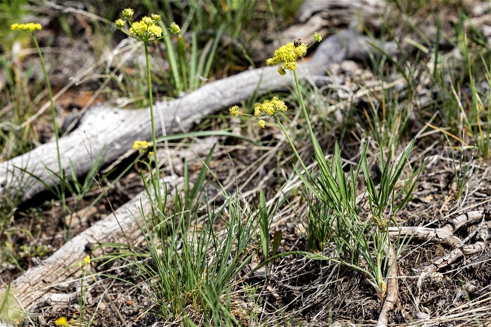 Lomatium simplex