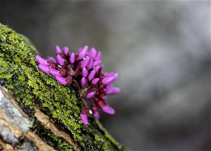 Redbud Blossoms on a Rainy Day photo