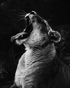 Animal lion yawn photo