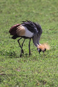 Bird animal safari