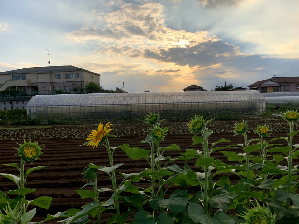 Nakazato in Kiyose-shi