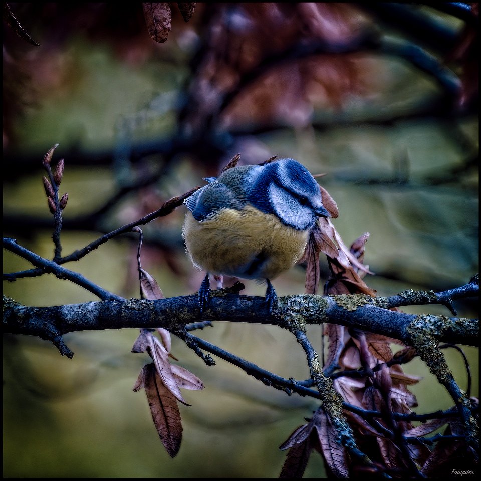 Study Nr. 4 of a Blue Tit
