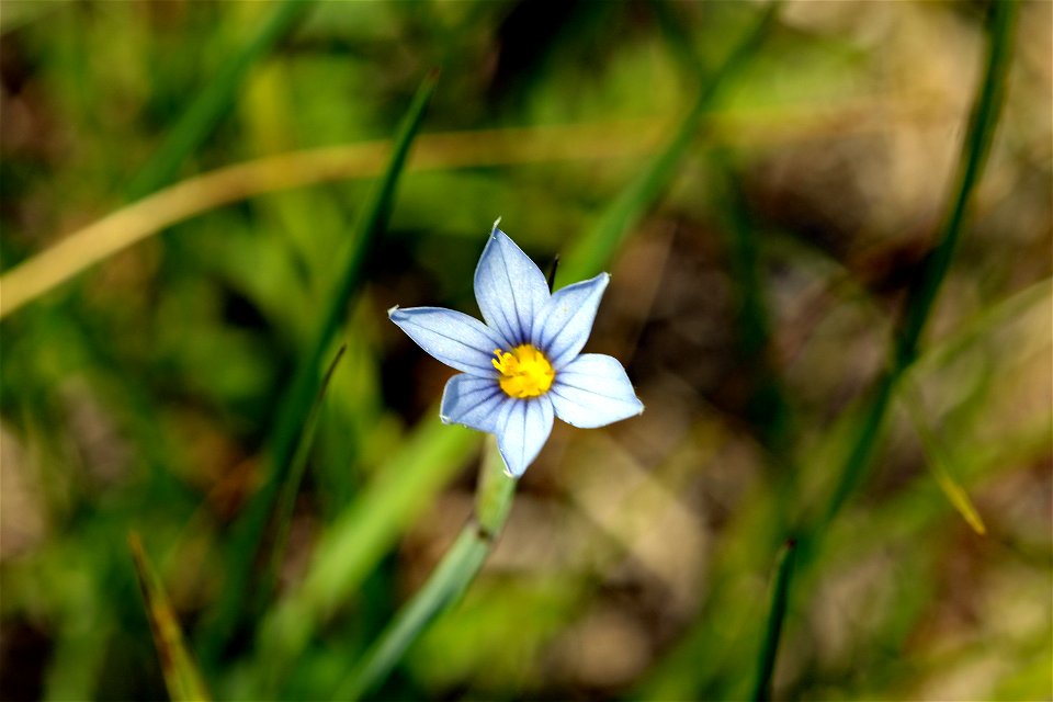 20220630-FS-GP-Sisyrhinchium sarmentosum- Peterson Prairie Ken Meyer