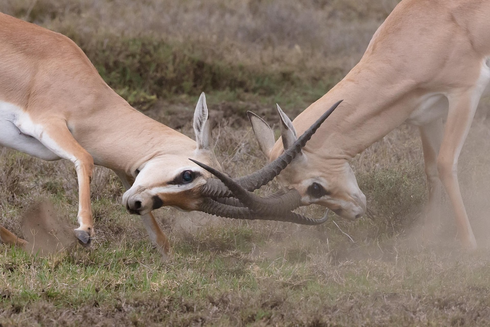 Safari animal wild