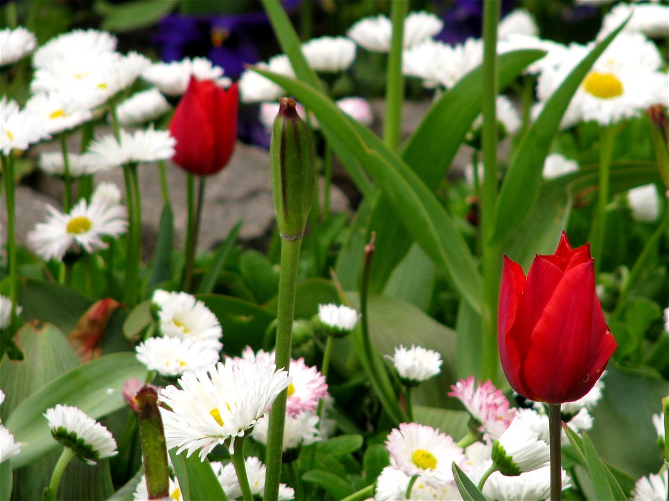 Cismigiu2009_0421_164647