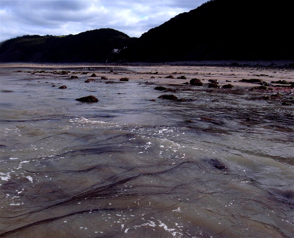 Muscles , Low Tide, Bucks Mills, Devon, UK
