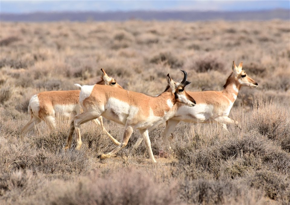 Pronghorn at Seedskadee National Wildlife Refuge