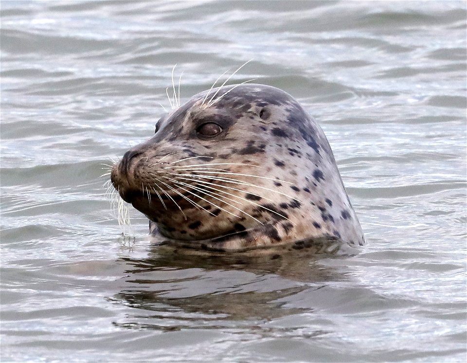 SEAL, HARBOR (Phoca vitulina) (11-03-2021) crescent city, del norte co, ca -02