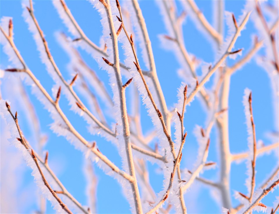 Hoar frost on narrow leaf cottonwood at Seedskadee NWR
