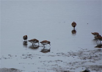 Western sandpipers photo