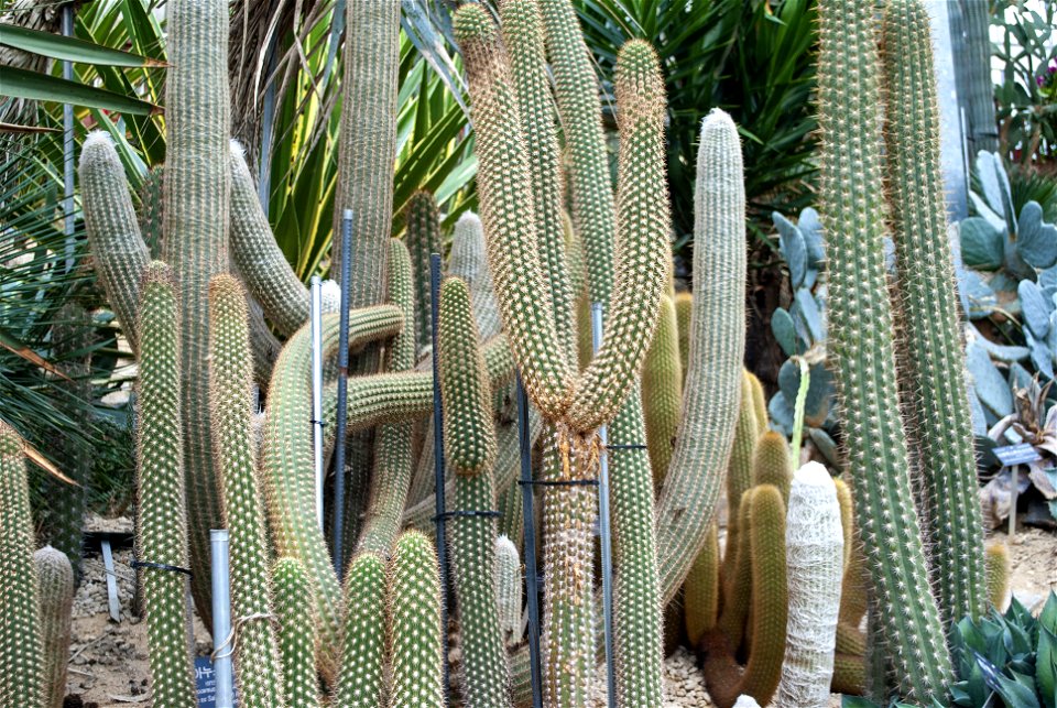 Hantaek Botanical Garden