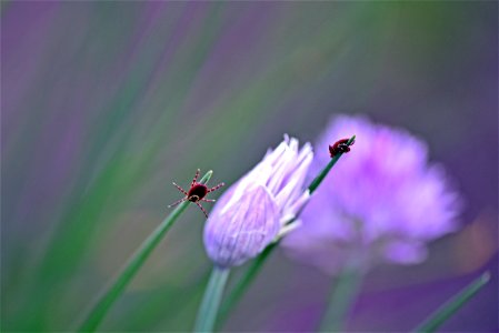 American dog ticks photo