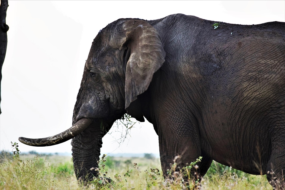 Animal elephant wrinkle