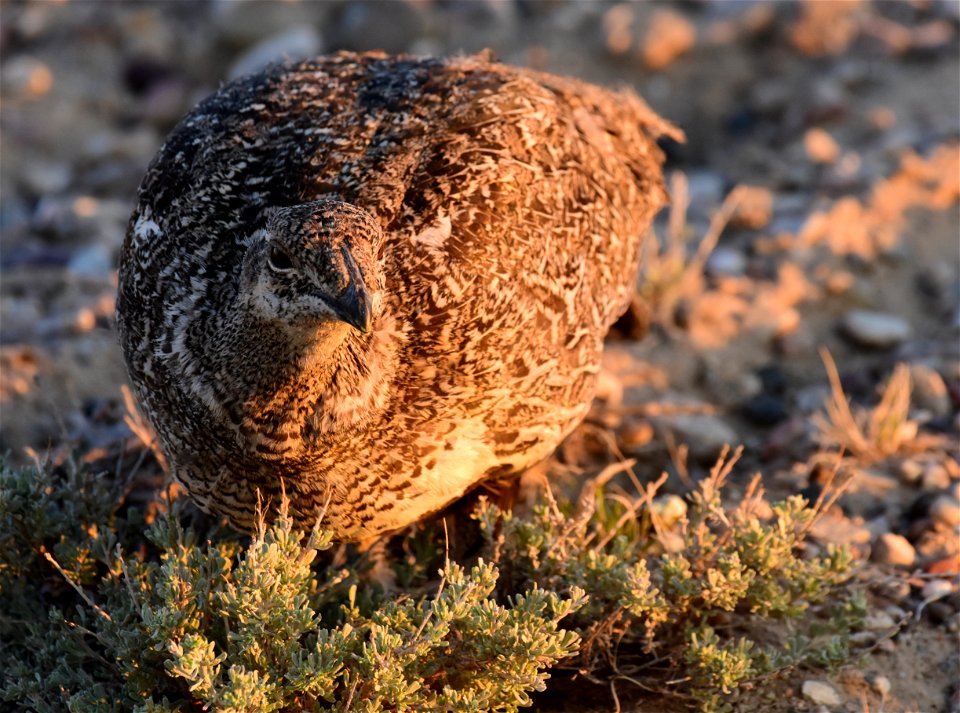 Greater sage-grouse at Seedskadee National Wildlife Refuge