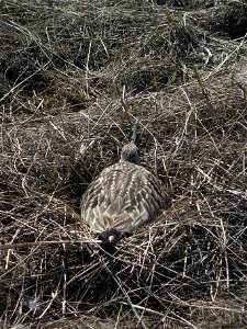 Godwit sitting on nest photo