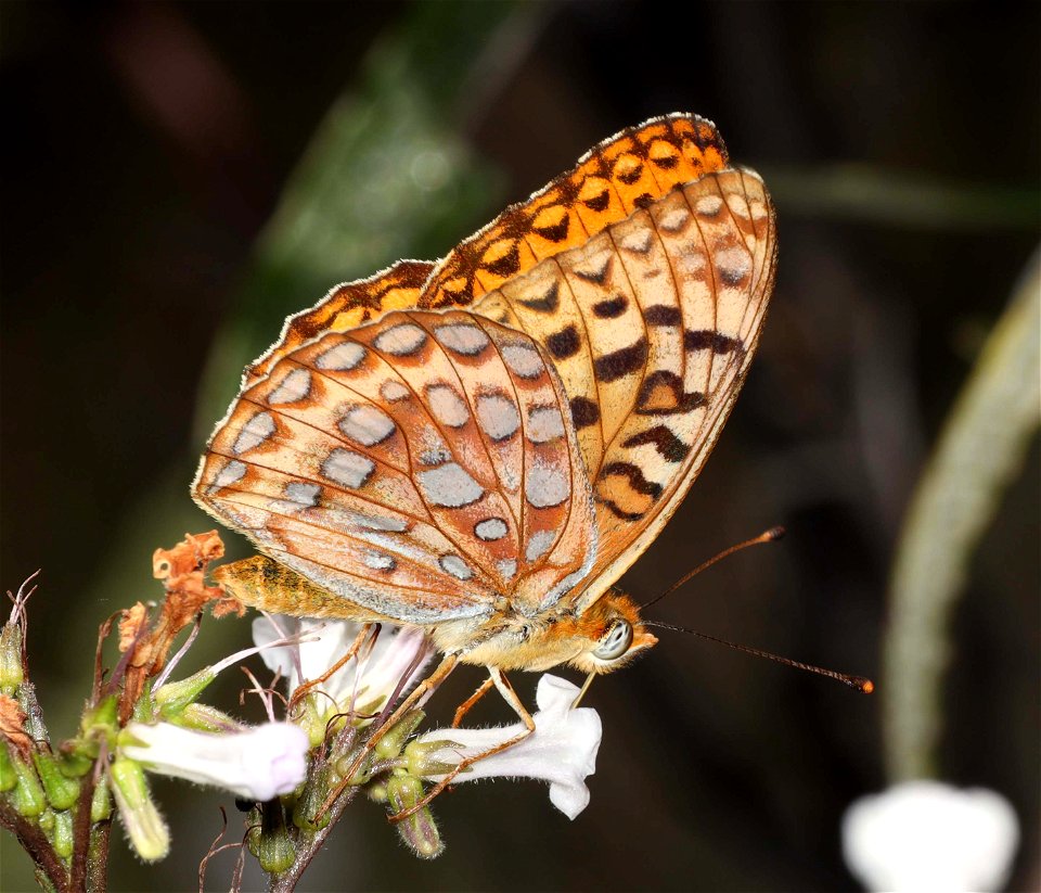 FRITILLARY, ZERENE (Speyeria zerene) (06-09-2022) lower eight dollar mountain road, josephine co, or (3)