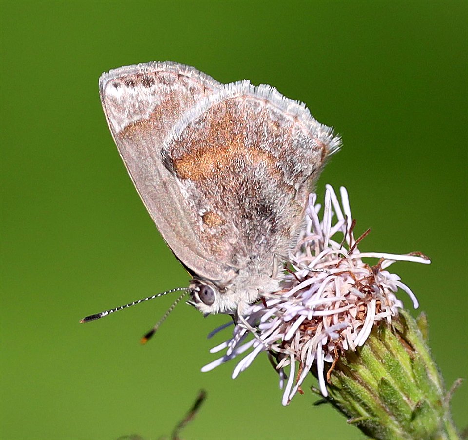 SCRUB-HAIRSTREAK , LANTANA (Strymon bazochii) (1-14-2022) male, national butterfly center, mission, hidalgo co, tx -01