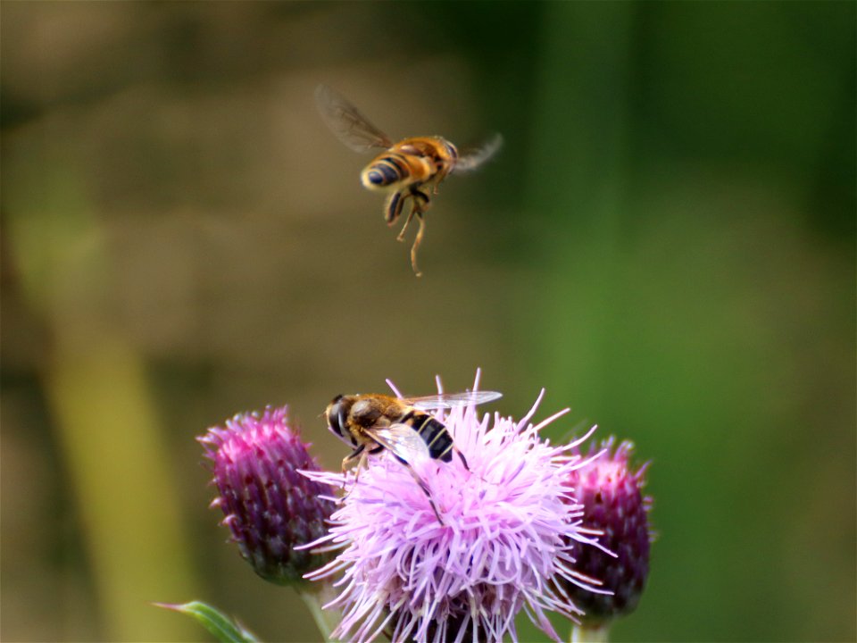 Hoverflies photo