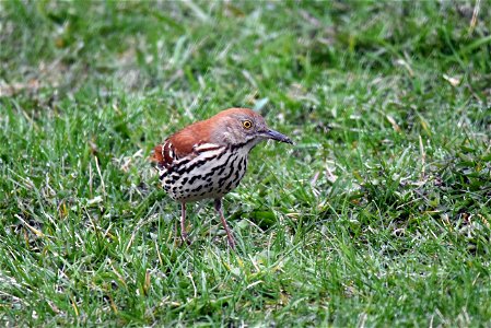 Brown thrasher