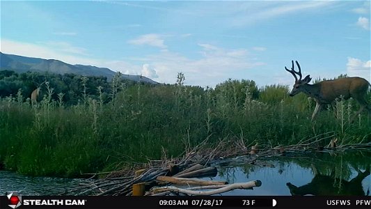 Mule deer passes a BDA on stream restoration project Utah. Clint Wirick USFWS