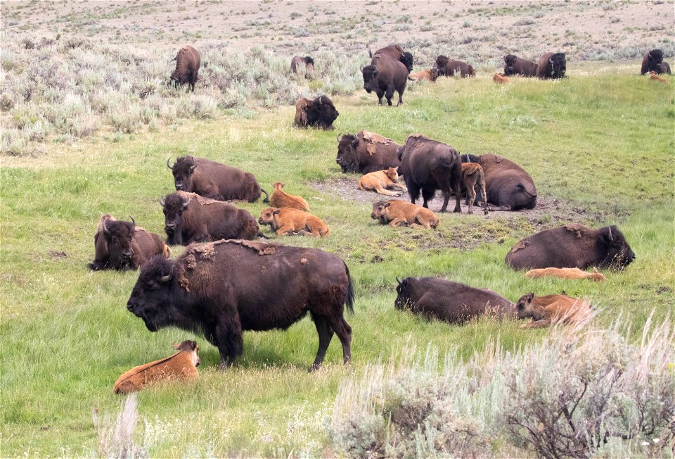 Bison cow/calf herd in Lamar Valley