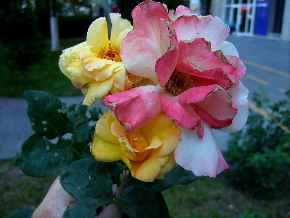 tradAliulia2009_0613_103253
