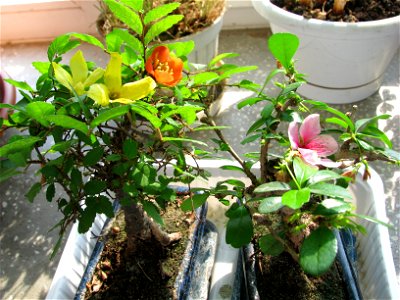 bonsai-bloom2009_0410_151315