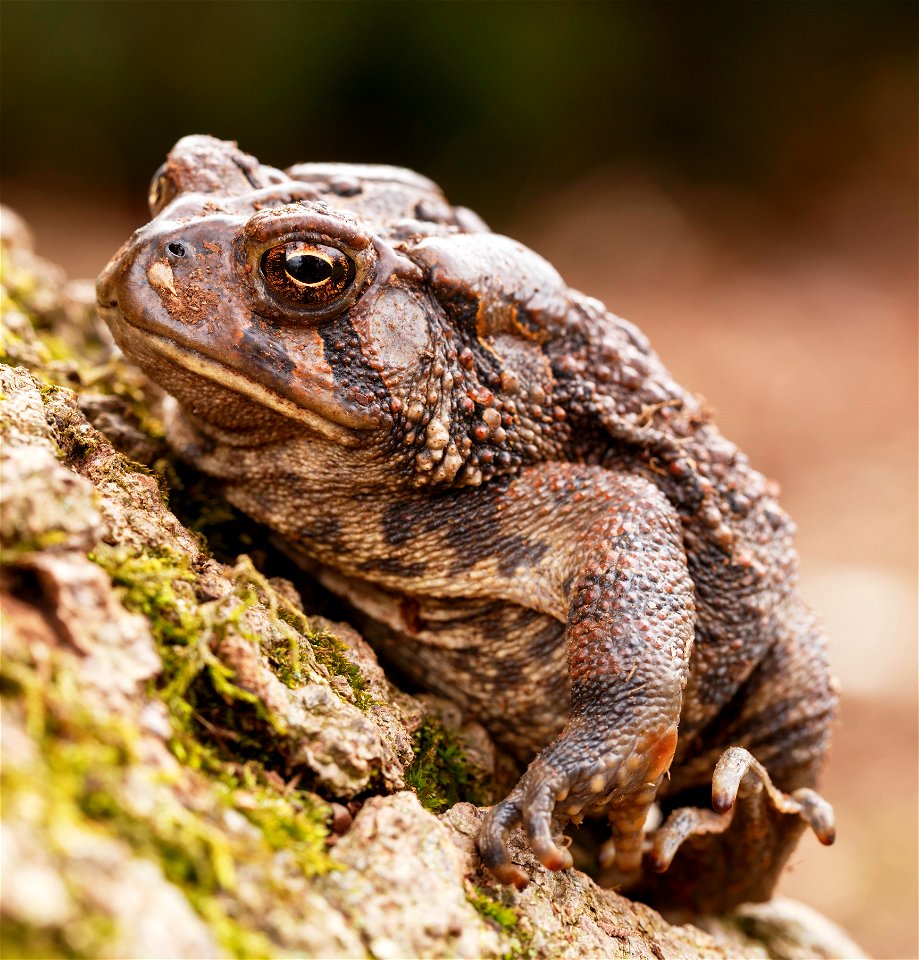 American Toad on Mossy Substrate