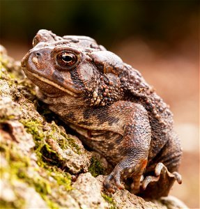 American Toad on Mossy Substrate photo