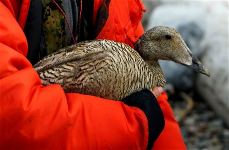 Common Eider Female photo