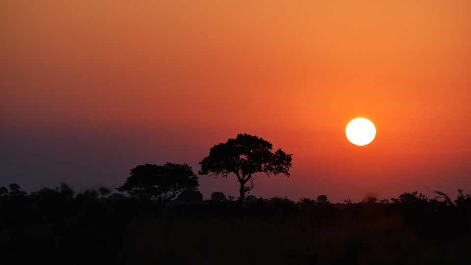 Glow tree safari