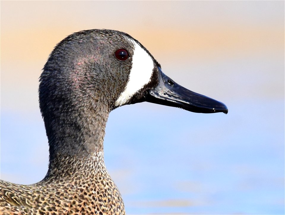 Blue-winged teal at Seedskadee National Wildlife Refuge