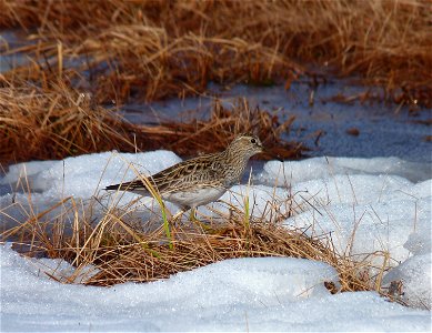 Pectoral Sandpiper