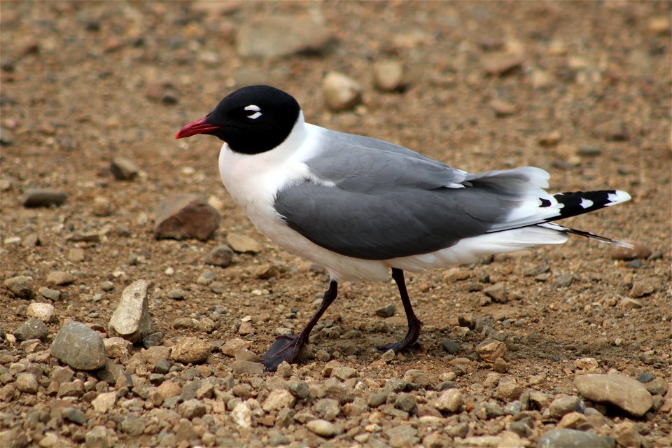Franklin's Gull Lake Andes National Wildlife Refuge South Dakota