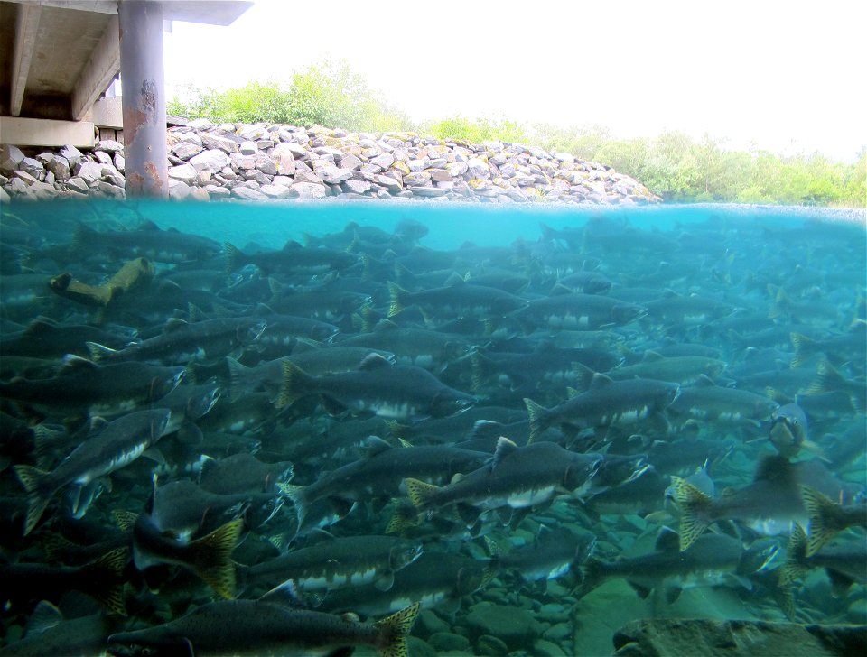 Pink salmon, Kodiak