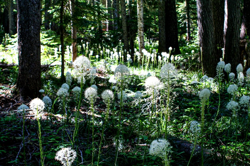 beargrass-fuller-lake-trail-1jpg_49385083563_o