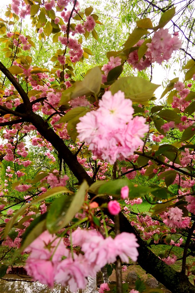 japanes_garden_rain_Herastrau (120)