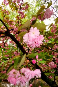 japanes_garden_rain_Herastrau (120)