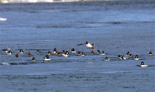 Common goldeneye at Seedskadee National Wildlife Refuge