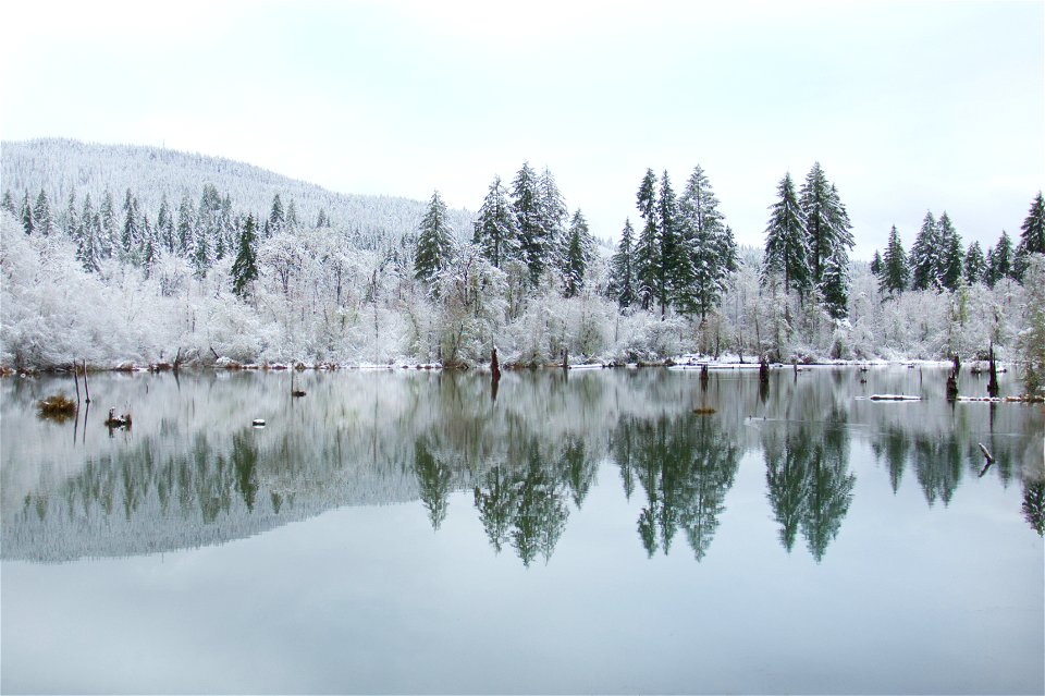 Frozen trees reflecting on pond, Coastal Range, Oregon photo