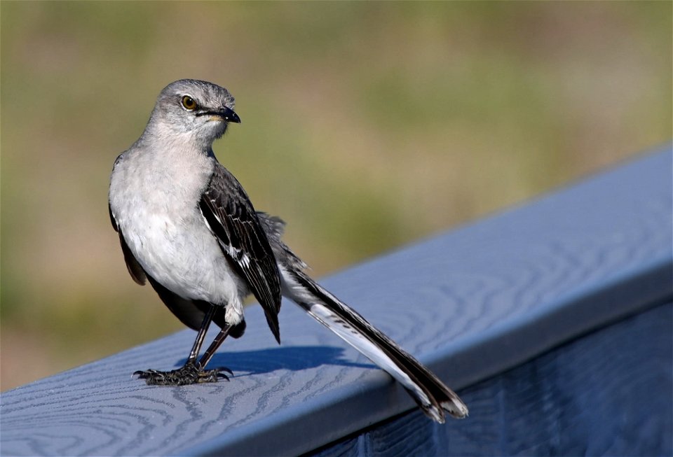 Northern Mockingbird