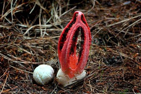 Octopus Fungi. photo