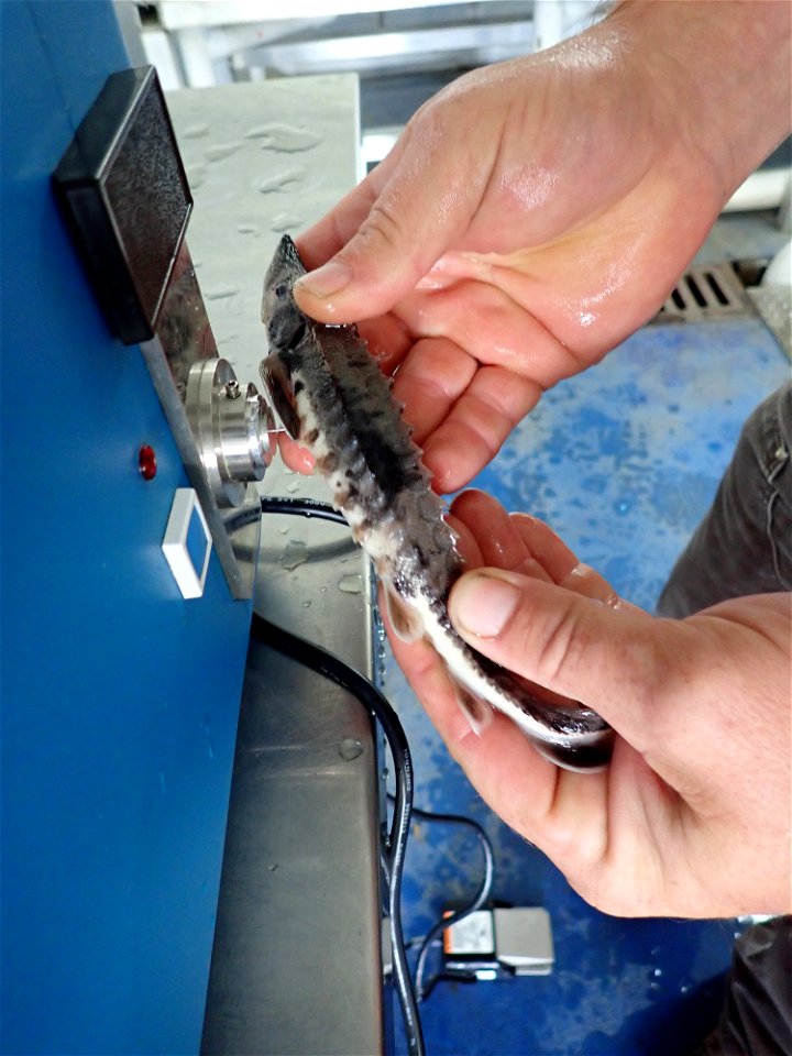 Tagging Lake Sturgeon photo