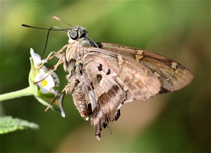 LONGTAIL, DORANTES (Urbanus dorantes) (11-29-2-22) without tail, national buttrerfly center, mission, hidalgo co, tx -02