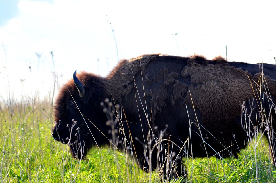Bison at Neal Smith National Wildlife Refuge